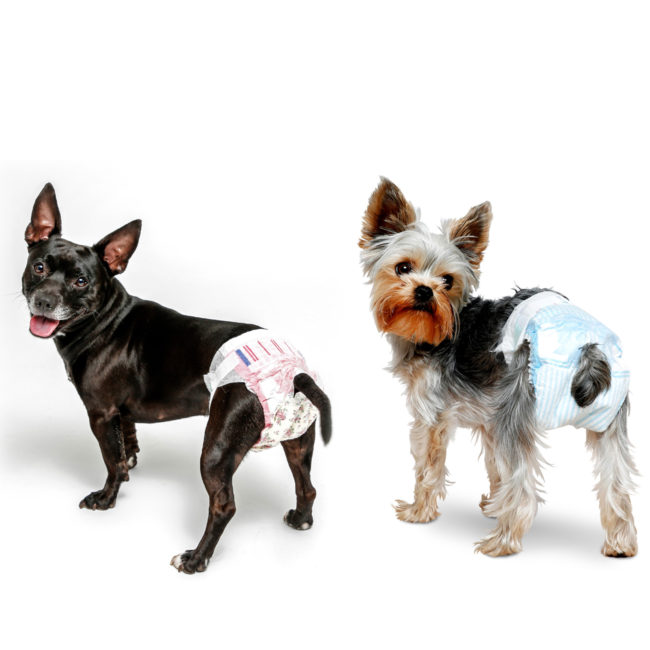 small dogs wearing dog diapers from Hartz