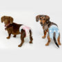 dogs wear small size dog diapers for travel, incontinence and puppy training