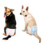 dogs wear dog diapers for travel, incontinence and puppy training