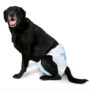 large dog wearing a dog diaper from Hartz