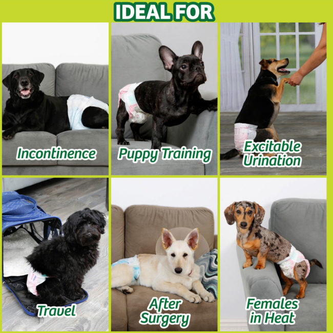 diapers for dogs can be used for puppy training, travel and incontinent dogs..