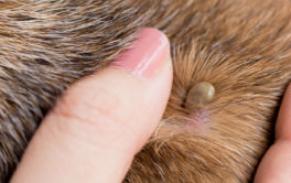 Tick embedded in dog fur. Learn what to do when treating lyme disease in dogs.
