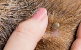 Tick embedded in dog fur. Learn what to do when treating lyme disease in dogs.