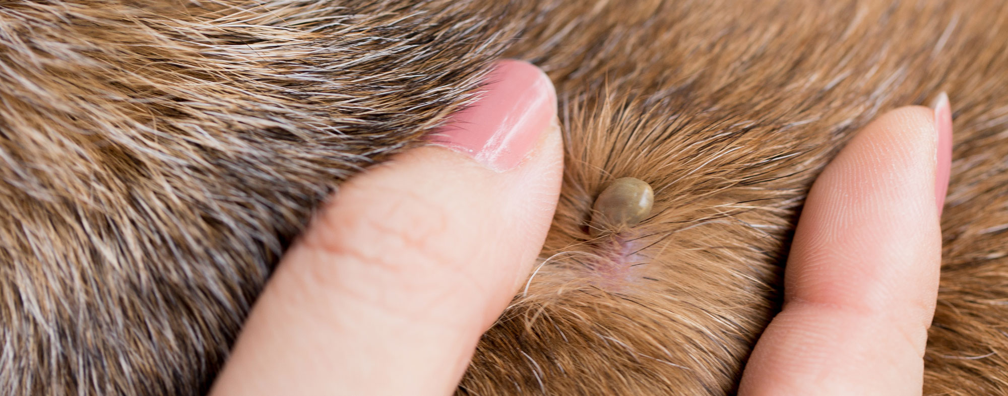 Tick embedded in dog fur. Learn what to do when treating lyme disease in dogs.
