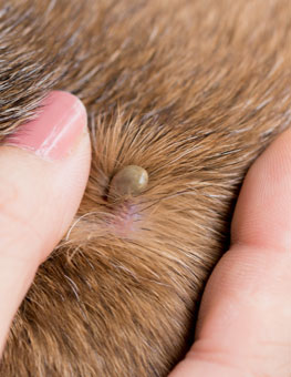 Tick embedded in dog fur. Learn about lyme disease symptoms in dogs