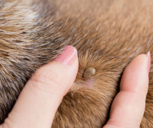 Dogs and lyme disease - Tick embedded in dog fur