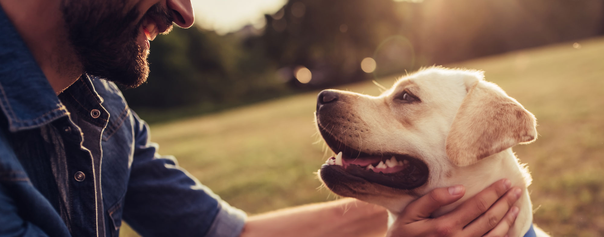 Man petting dog. What are the symptoms of coronavirus in dogs?