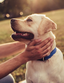 Man Petting his dog. Can dogs transmit coronavirus
