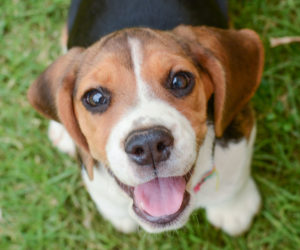 Can Pets Spread COVID to humans - Happy dog looking up