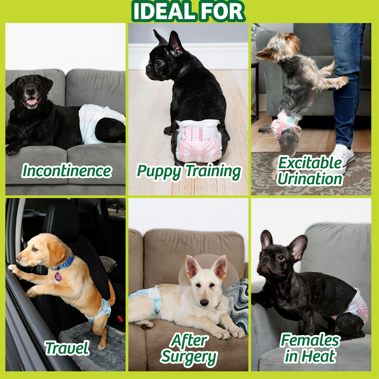 female dog diapers
