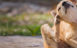 how to naturally treat fleas and ticks