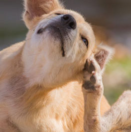 Dog scratching in grass. Natural flea and tick prevention could be an alternative to conventional flea and tick treatment.