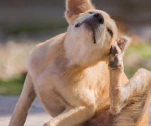 Natural flea remedy - Saint bernard puppy playing with british shorthair cat