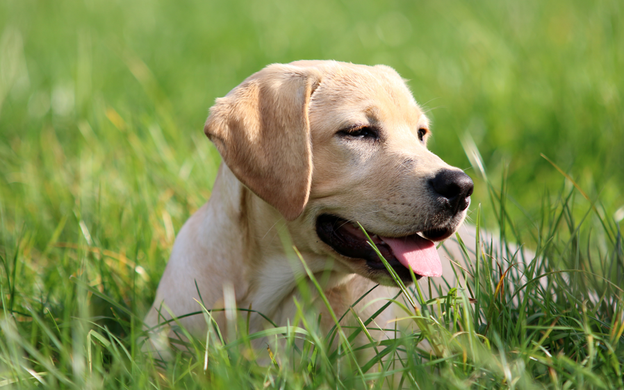 Hartz Natures Selection. Labrador retriever in grass.