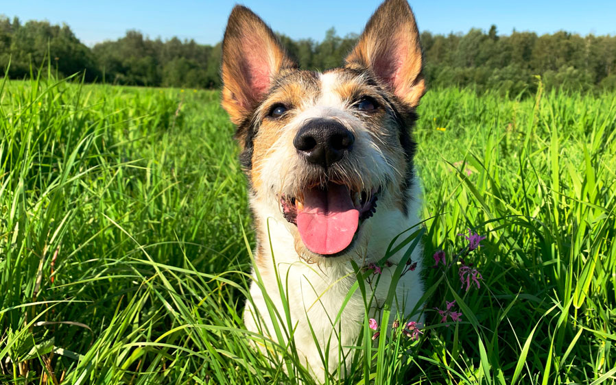 Hartz Nature's Shield. Natural flea and tick protection for your dog and home.