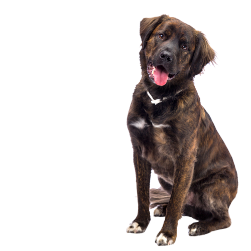 Brown mixed breed dog wearing a Hartz UltraGuard flea and tick collar.