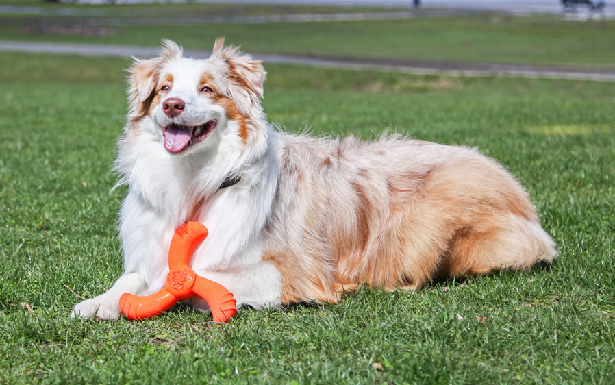 Hartz Dura Play Boomerang dog toy. One of many Hartz toys for dogs.