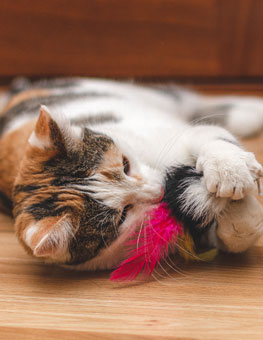 Kitten playing. Prevent kitten biting by teaching kittens how to play.