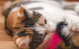 Kitten playing with toy. Teaching kittens how to play is important.