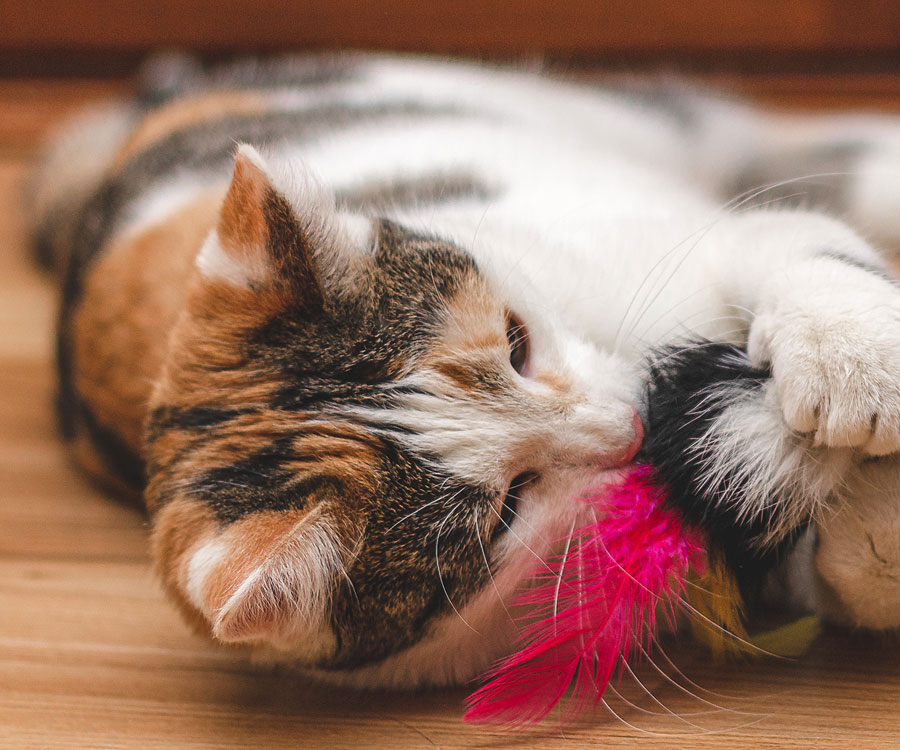 Kitten playing with toy. Teaching kittens how to play is important.