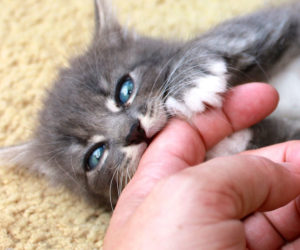 kitten biting finger