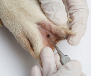 Removing tick from dog paw. Learn how to find ticks on dogs.