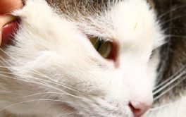 Tick being removed from a cats face by hand. Learn how to find ticks on your pet.