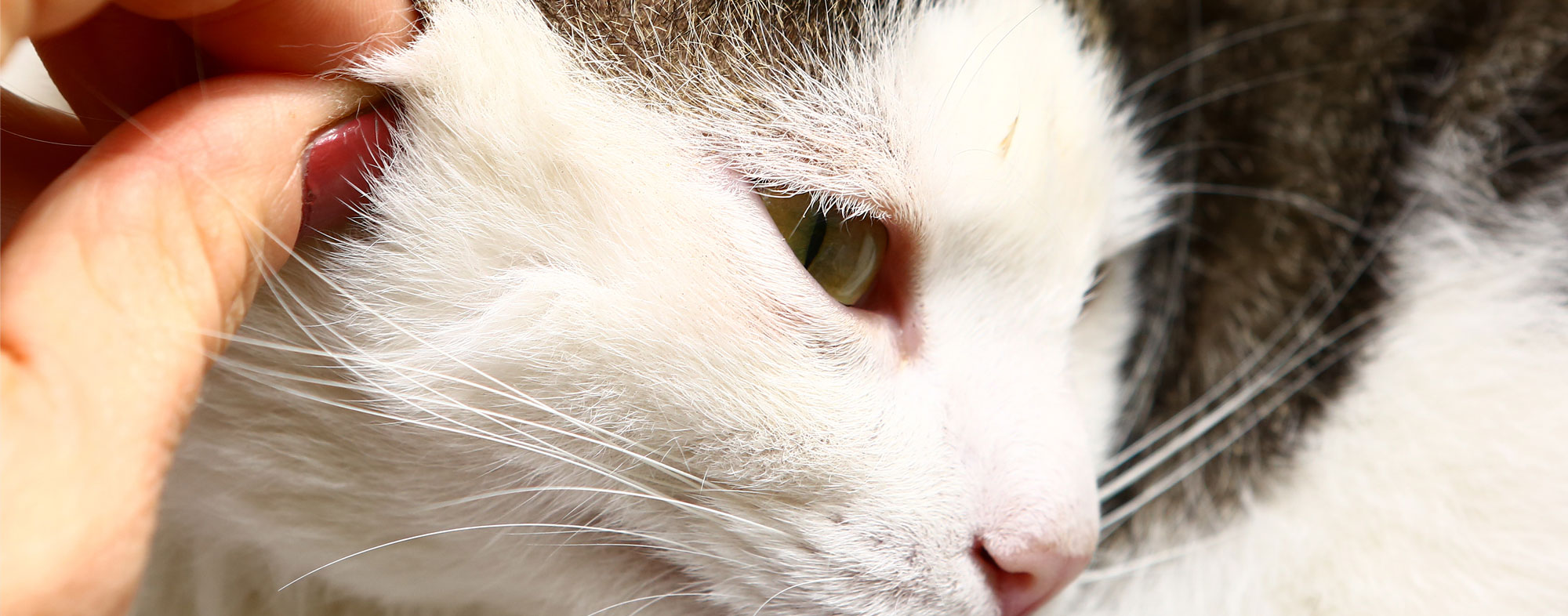 Tick being removed from a cats face by hand. Learn how to find ticks on your pet.