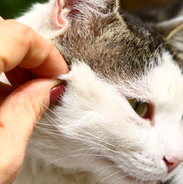 Tick being removed from a cats face by hand. Learn how to find ticks on your pet.