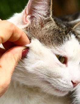 Tick being removed from a cats face by hand. Learn how to find ticks on your pet.