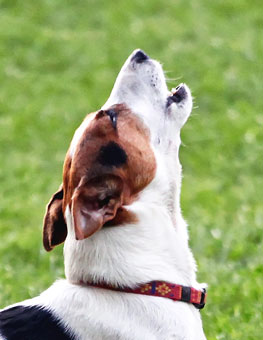 What Your Dog’s Sounds Are Telling You. Dog growling meaning.