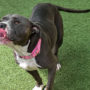 Happy dog wagging it's tail. Find more information on dog adoption and shelter donations