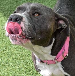 Happy dog licking it lips. Learn more about pet adoption and making animal shelter donations.