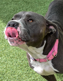 Happy dog licking it lips. Learn more about pet adoption and making animal shelter donations.