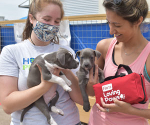 Volunteers at Houston Pets Alive! display puppies for adoption and shelter protection packs donated by Hartz Loving Paws.