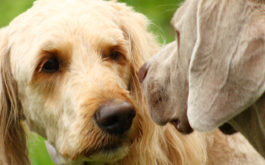 Two dogs meeting. A gradual introduction is better when bringing home a second dog.