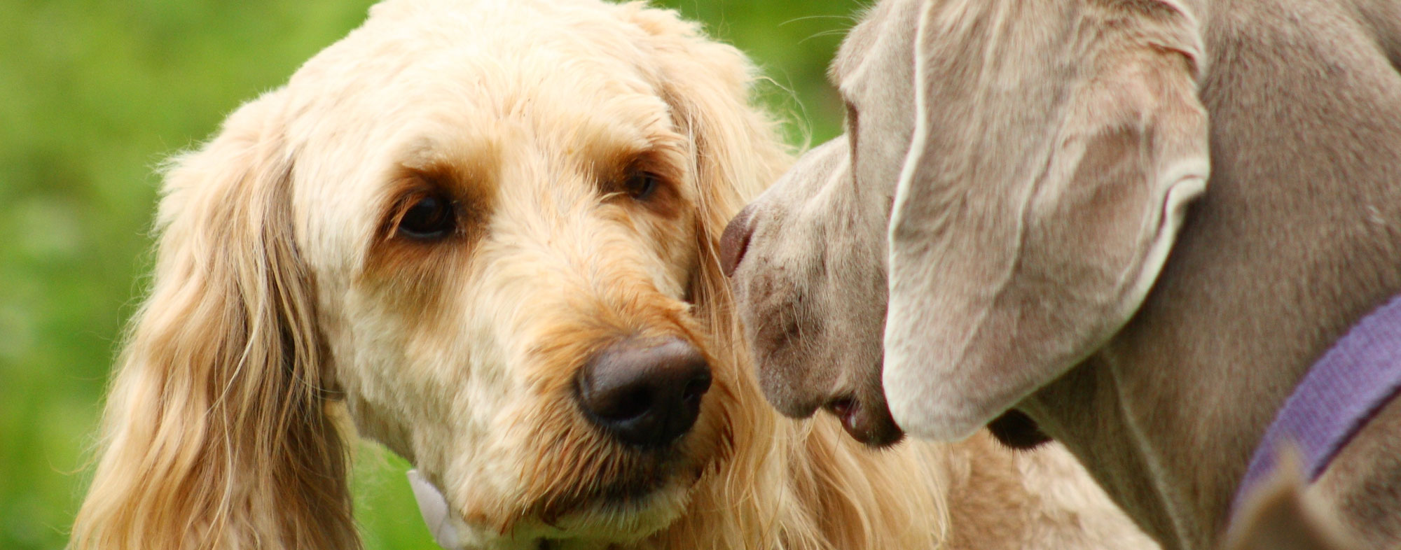 Two dogs meeting. A gradual introduction is better when bringing home a second dog.