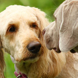 Two dogs meeting. It is best to find neutral ground when introducing new dog to current dog.