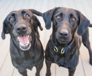 Two dogs meeting for the first time. Watch for positive signs when you introduce a new dog to the pack.