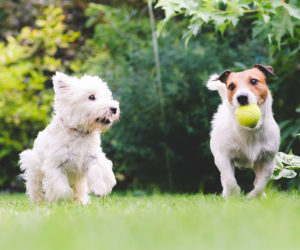 Two dogs playing. Consider pet energy levels when you introduce a new dog to current dog.
