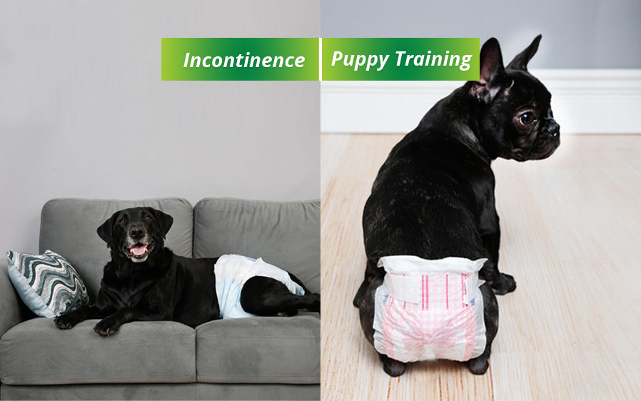 female dog diapers