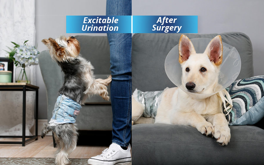 Disposable Diapers and Disposable Male Wraps Hartz