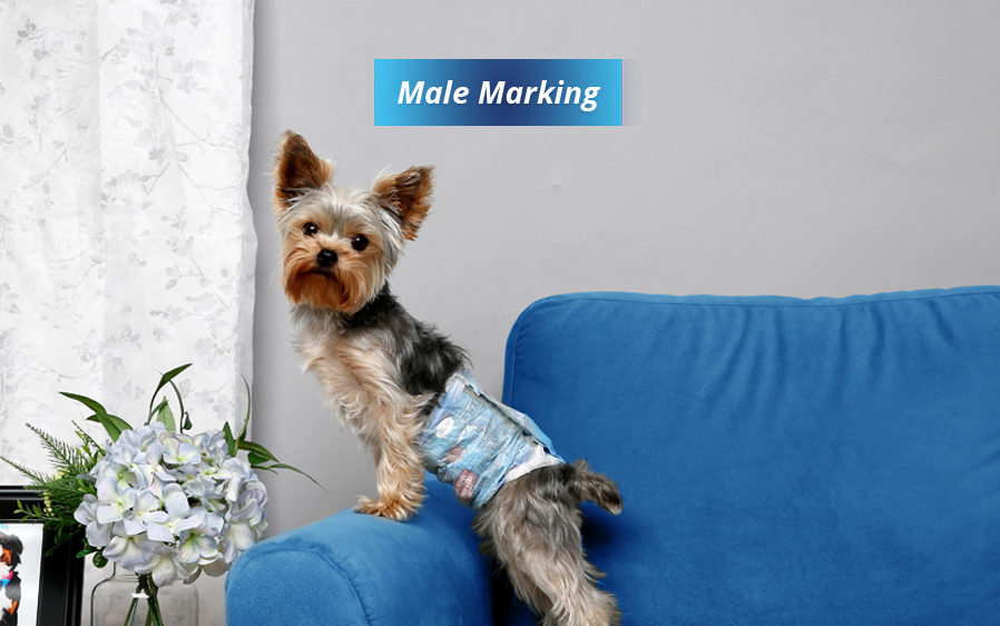 Disposable Diapers and Disposable Male Wraps Hartz