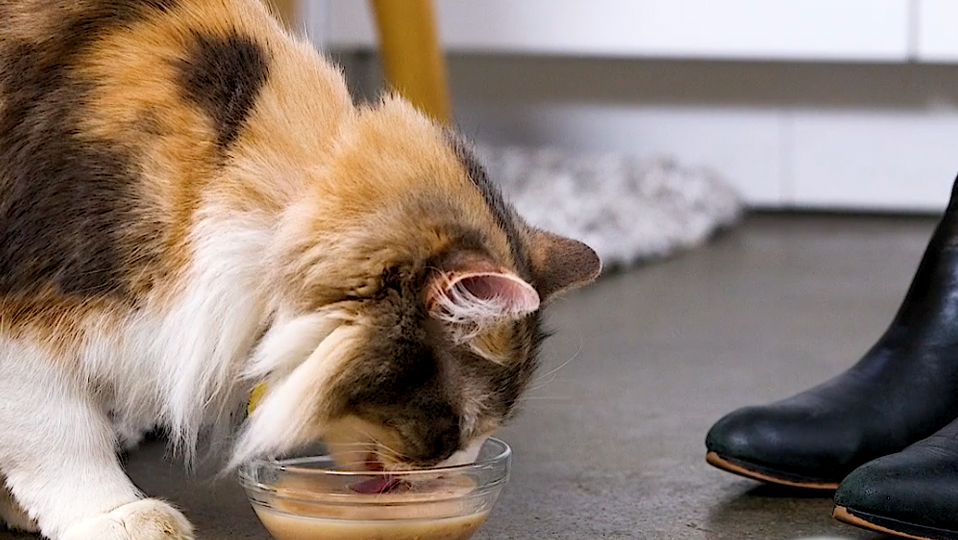 Cat licking at a bowl of Hartz Delectables Lickable treats.