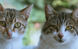 Adopting cats or kittens in pairs is good for cat bonding.