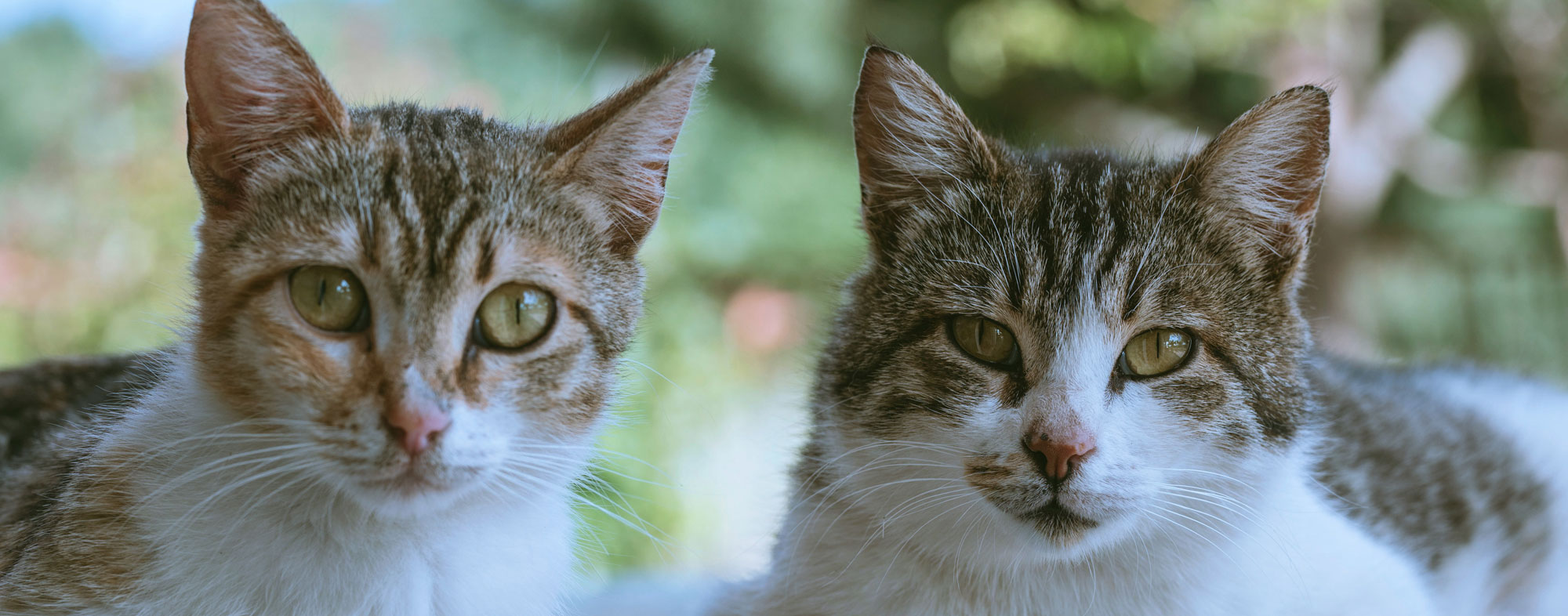 Two cats top