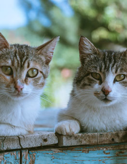 A pair of cats. Adopting cats in pairs is a great for cat bonding.