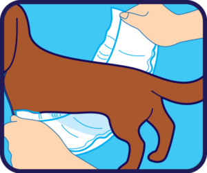 How to use a disposable male wrap for dogs, step one.