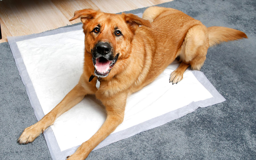 Large dog laying on a 3XL dog pad.