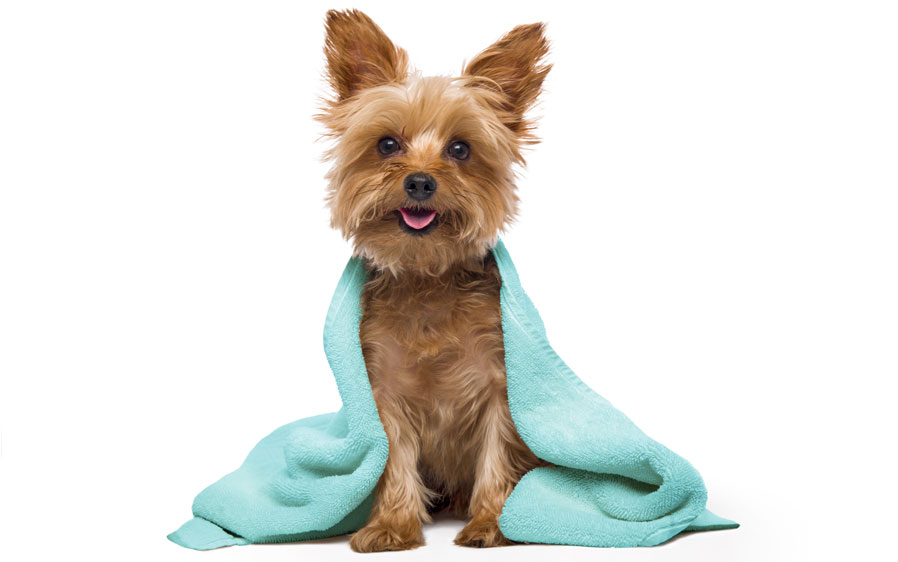 Dog drying with towel. Hartz Groomer’s Best shampoos were the winner of the 2018 Women’s Choice Award for Most Recommended Dog Shampoo.